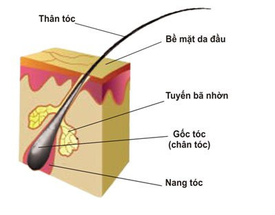 Cấu tạo của tóc và ứng dụng cho chăm sóc tóc  