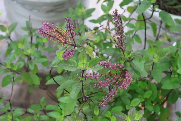 Chữa viêm nang chân tóc bằng hương nhu