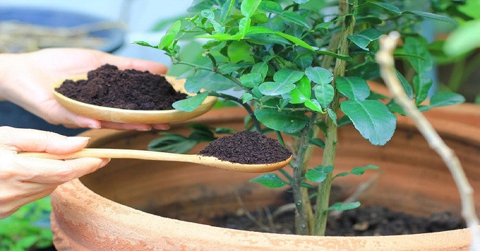 Làm phân bón từ bã cà phê