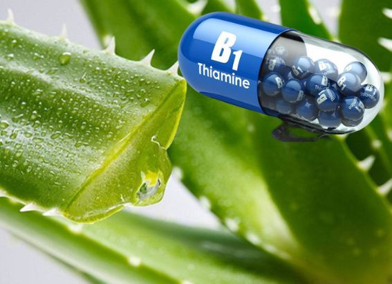 Ủ tóc bằng vitamin B1 với nha đam