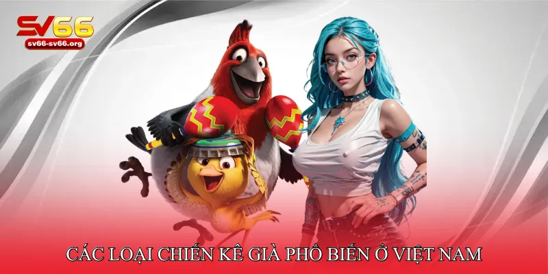 Đá gà chiến kê già