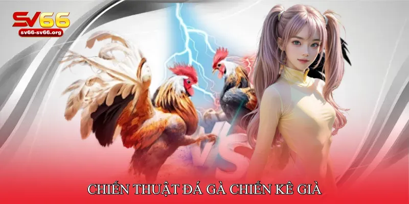 Đá gà chiến kê già