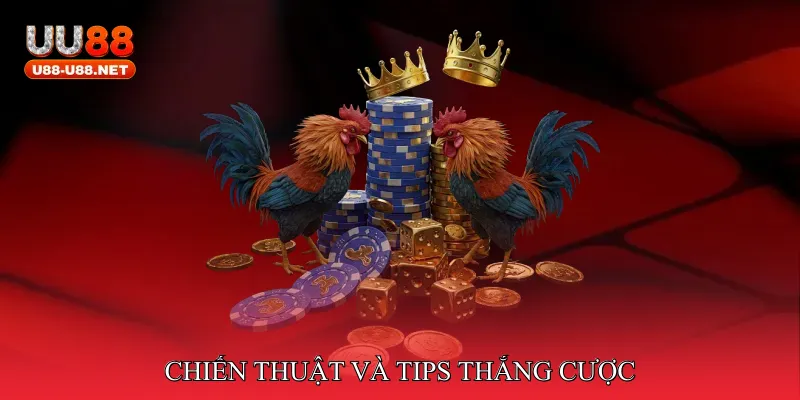 Đá Gà Đại Chiến Thomo