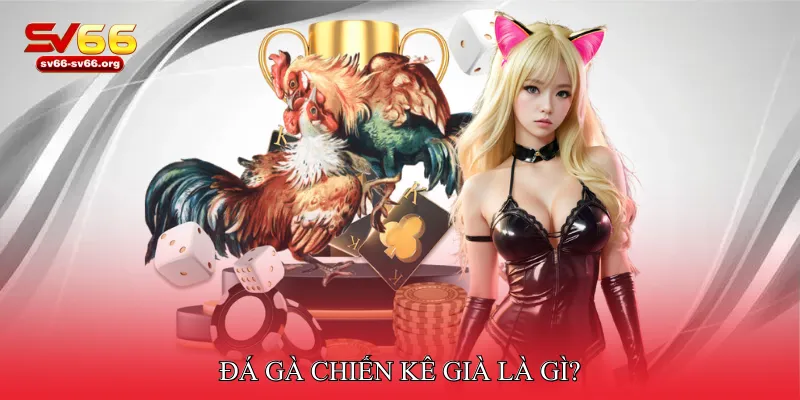 Đá gà chiến kê già
