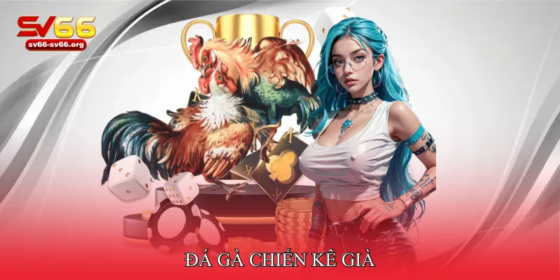 đá gà chiến kê già